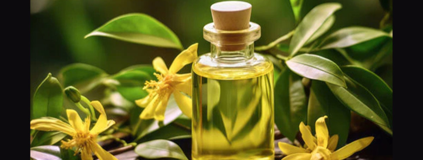 Ylang ylang flower massage oil